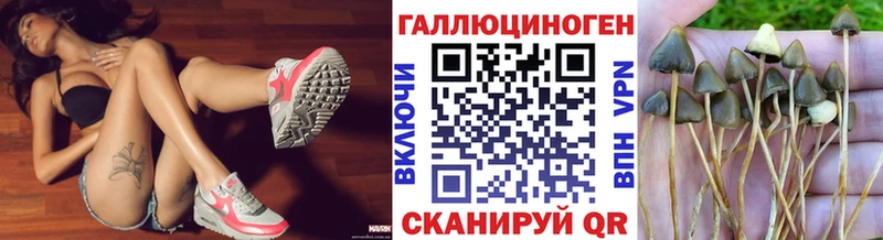 Купить закладки  Хабаровск  Псилоцибиновые грибы Psilocybine cubensis 